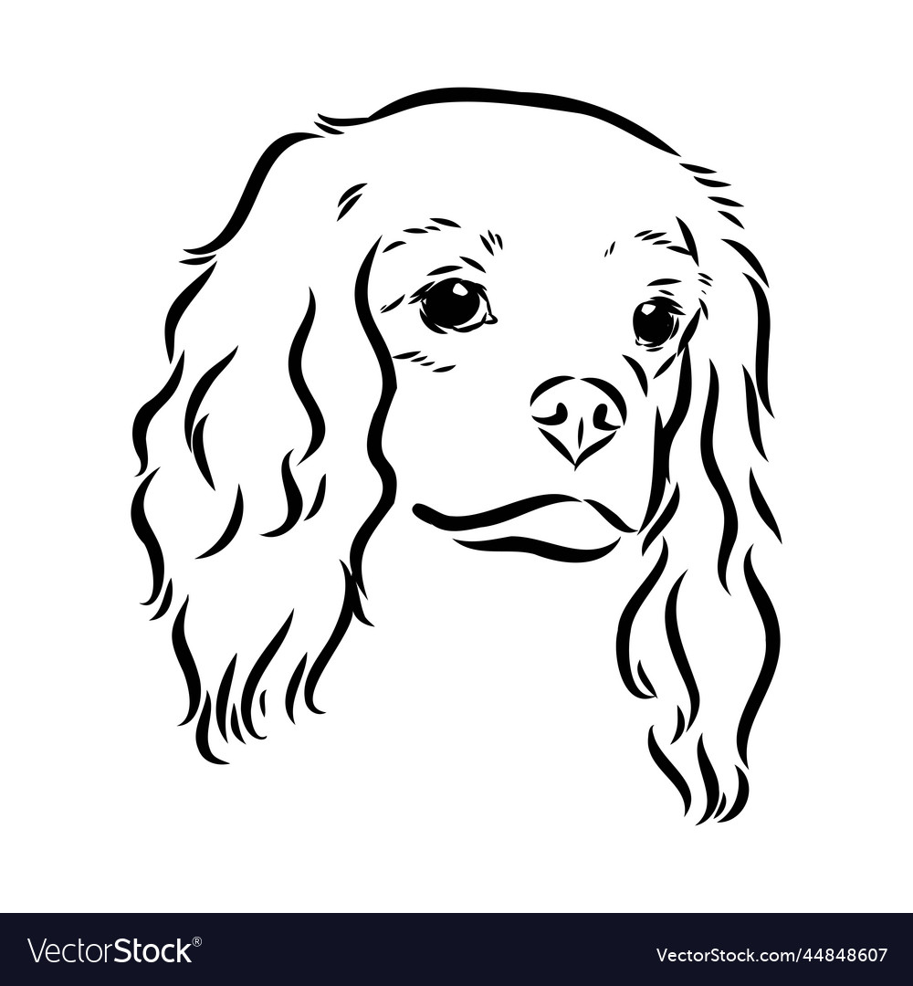 Cavalier king charles dog image silhouette