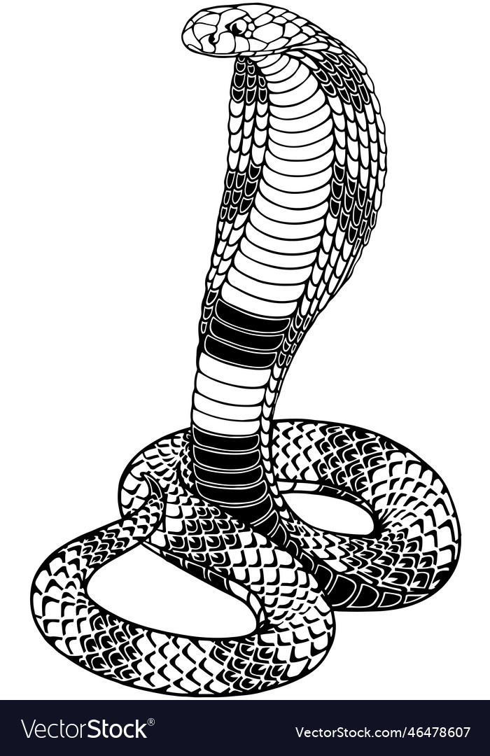 Stylized highly detailed snake cobra Royalty Free Vector, jogos