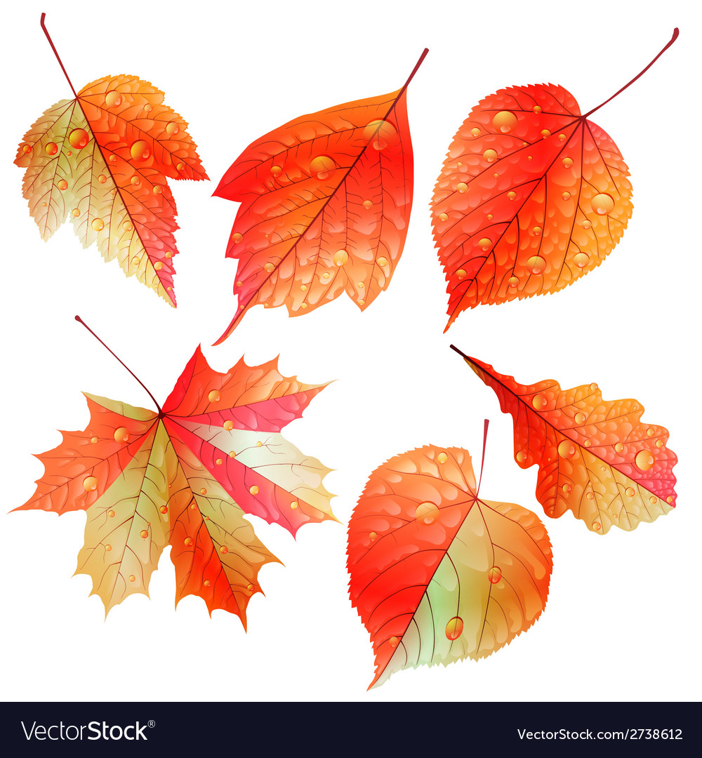 Set of colorful autumn leaves Royalty Free Vector Image