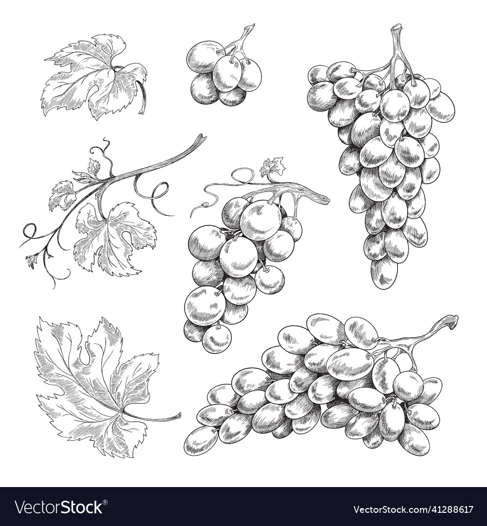 Set of design elements with grapes vector image Set of design elements with grapes