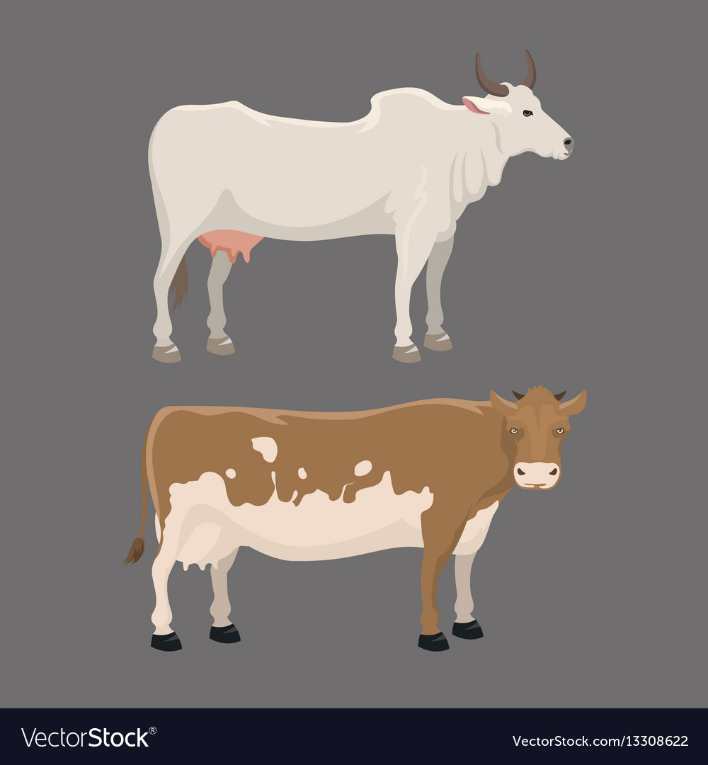 Bull and cow farm animal