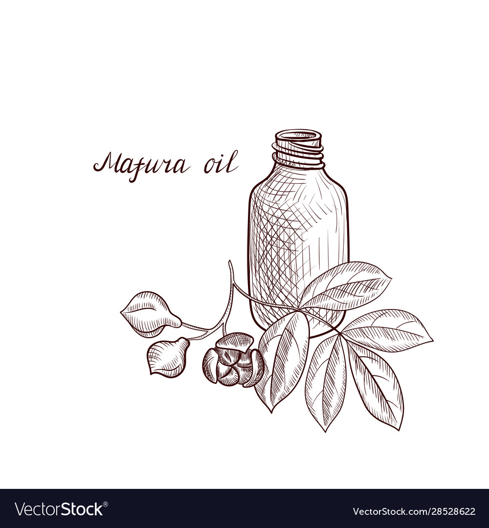 Drawing Mafura Oil Royalty Free Vector Image Vectorstock Drawing Mafura Oil Royalty Free Vector Image Vectorstock