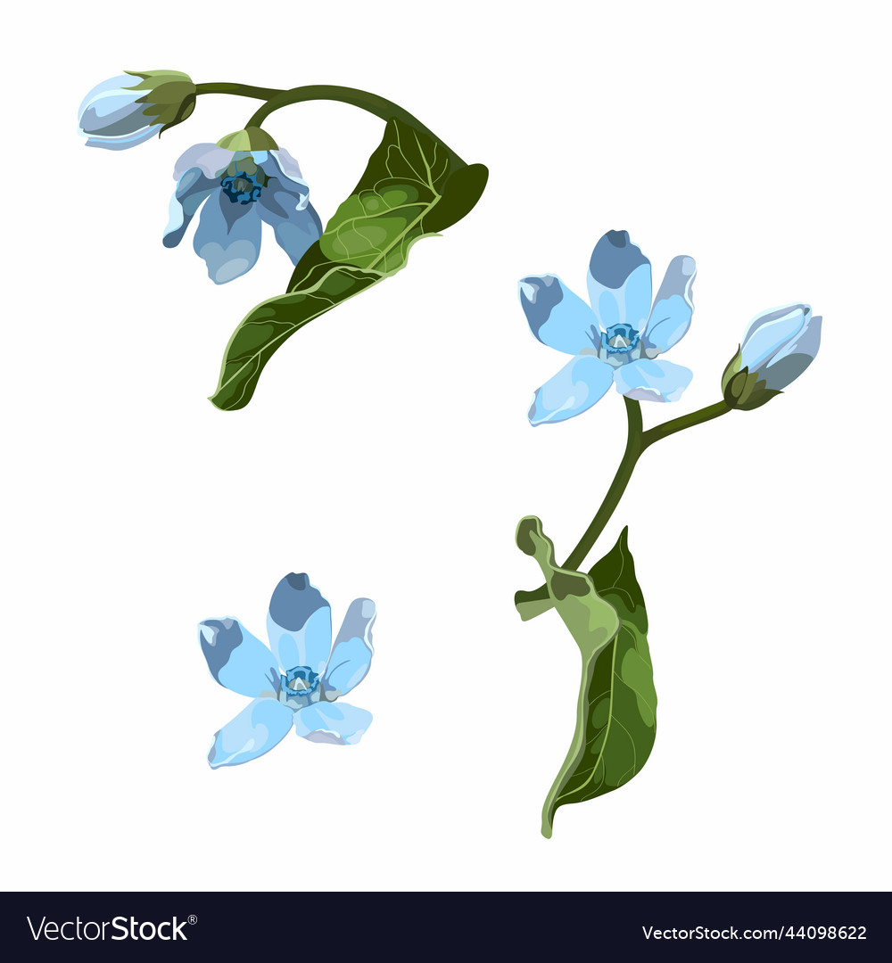 With Oxypetalum Flower Royalty Free Vector Image