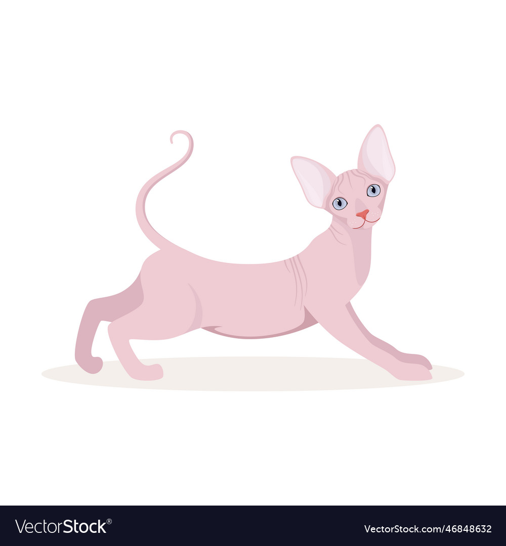 Sphinx cat