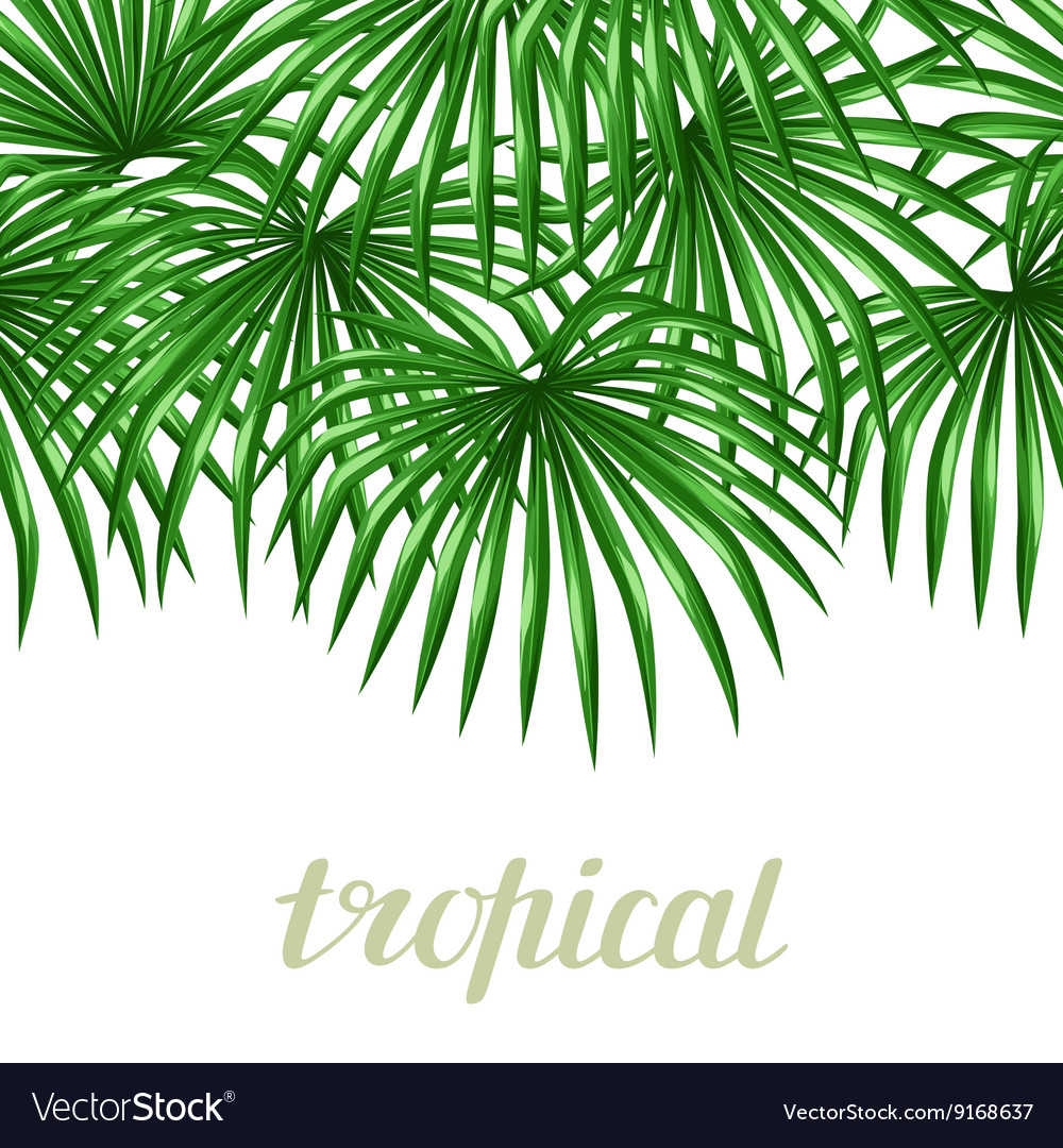 Seamless pattern with palms leaves decorative