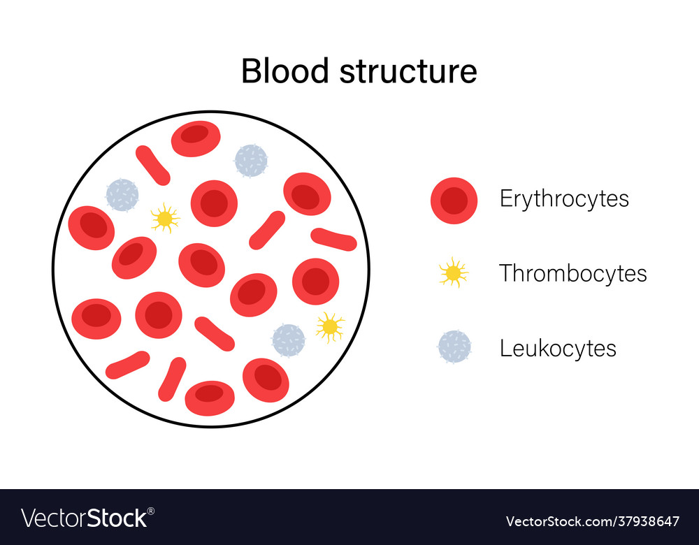 Blood structure concept Royalty Free Vector Image