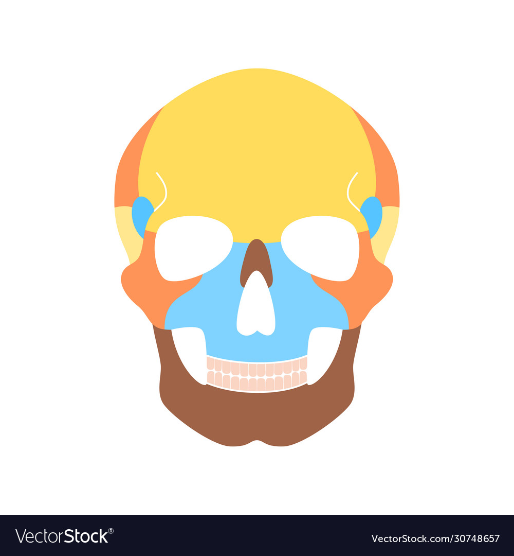 Human skull anatomy