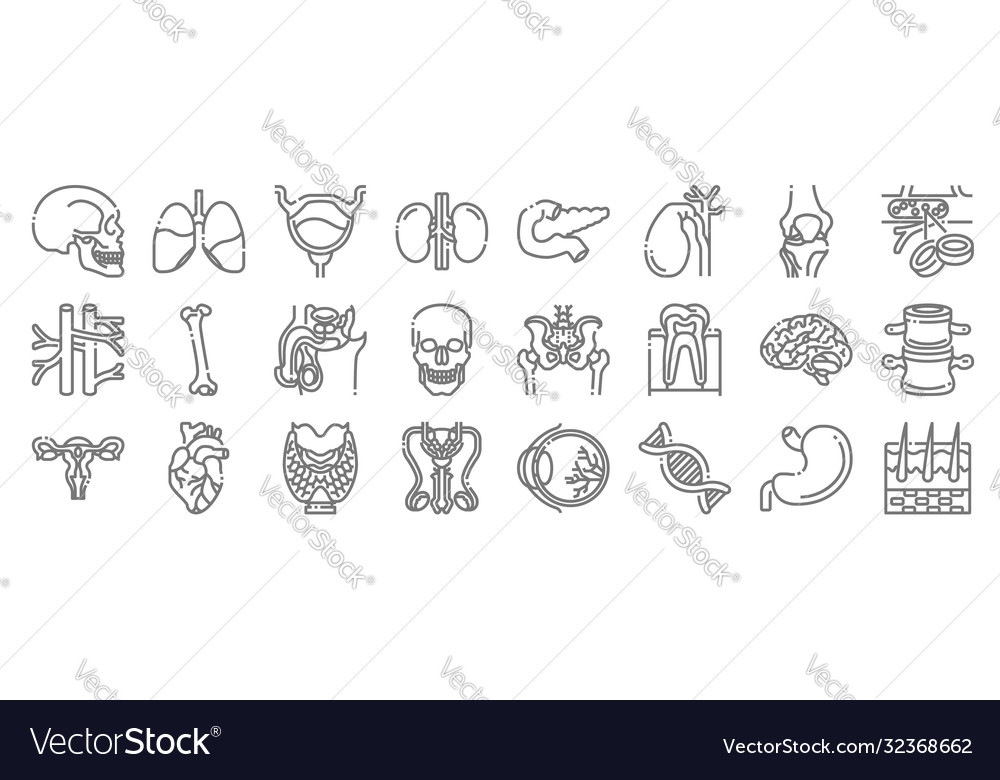Human organs line icons linear set quality
