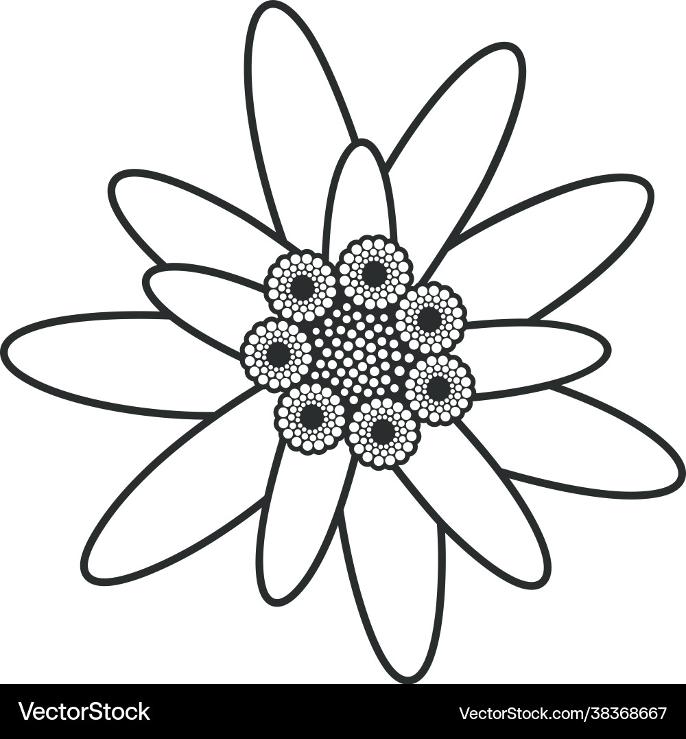 Edelweiss Royalty Free Vector Image Vectorstock