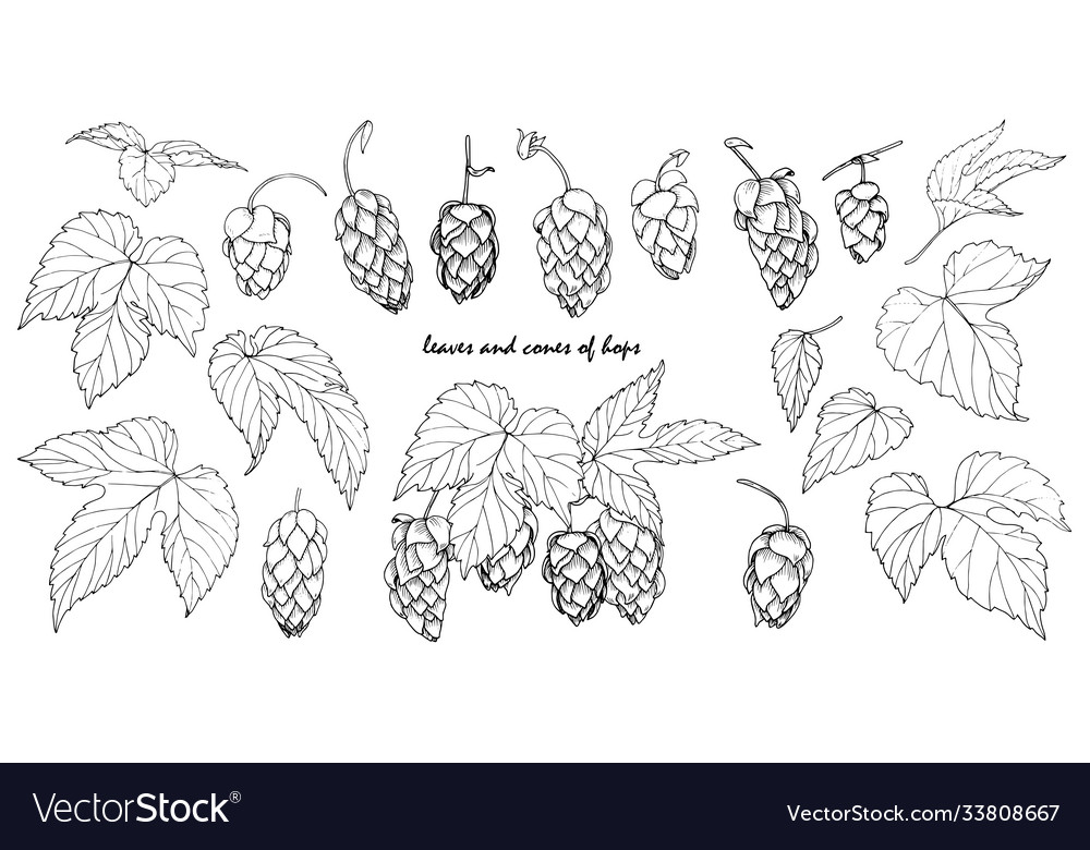 Leaves and cones hops set