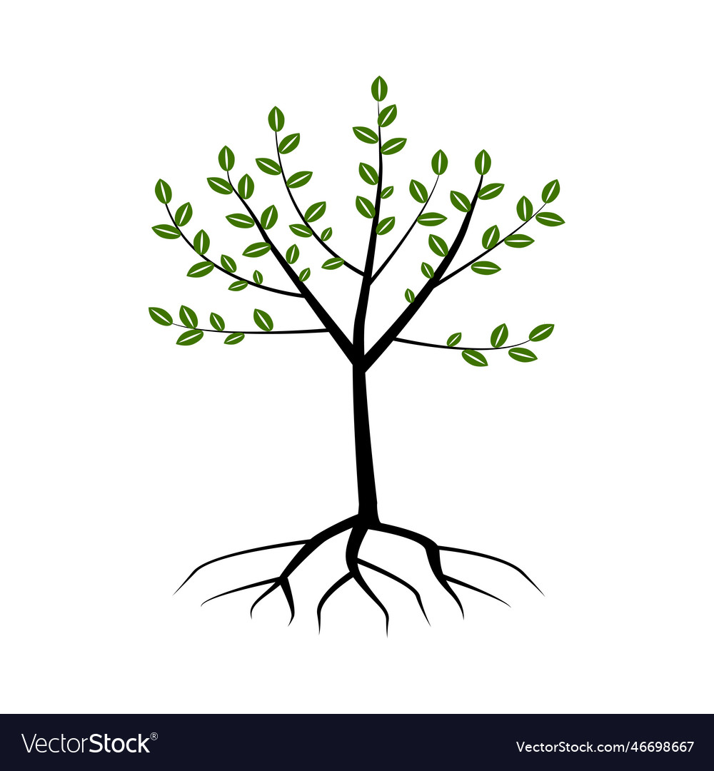 Tree with roots oak Vector Image Tree with roots oak