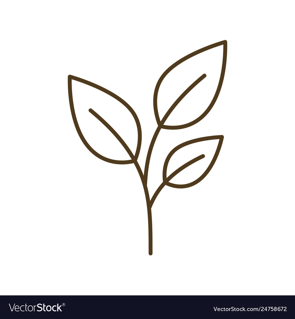 Isolated Branch with Leaves