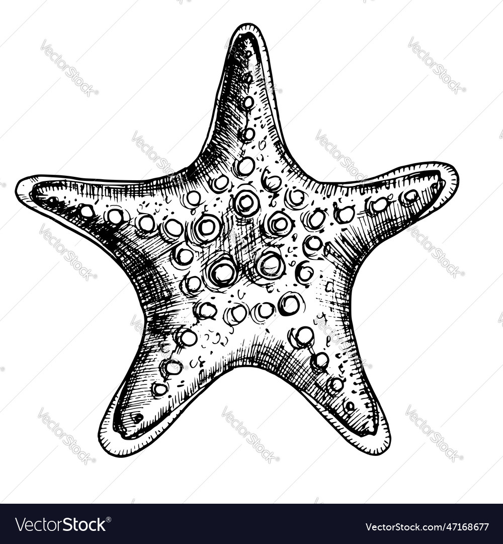 Starfish hand drawn drawing Royalty Free Vector Image