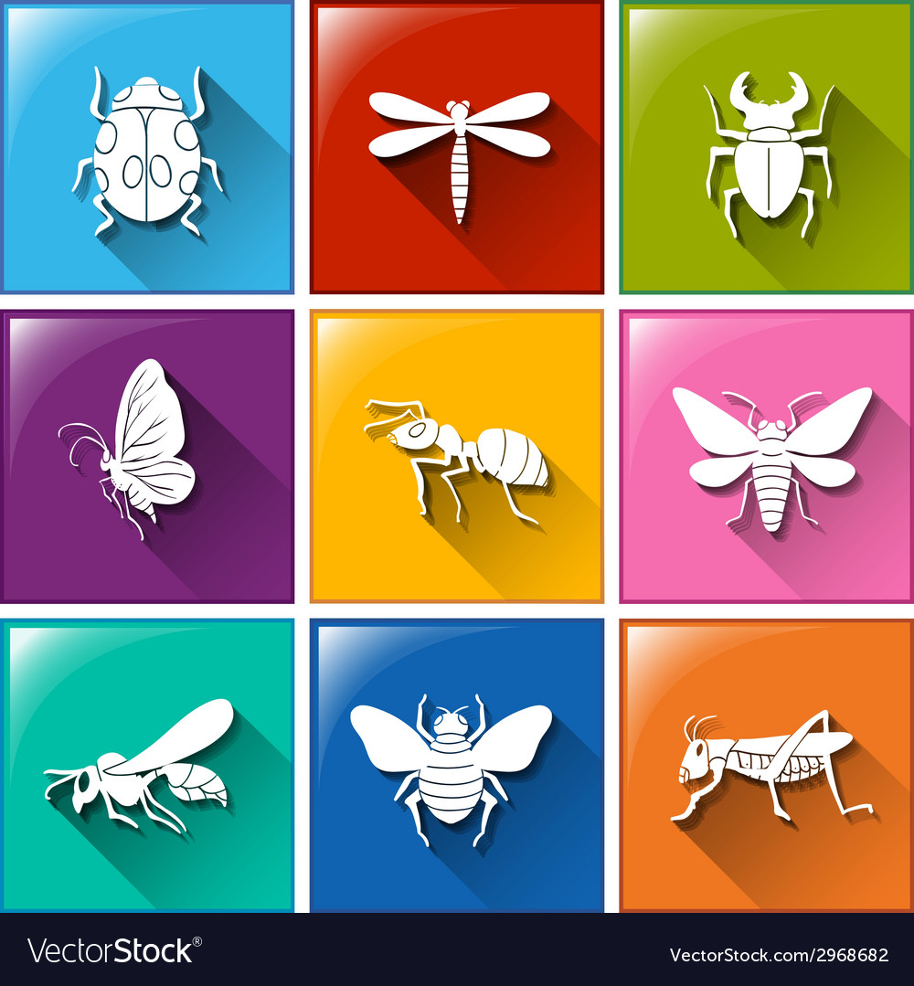 Buttons with the different type of insects