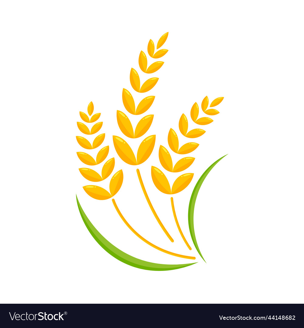 Ears of wheat whole grains for making bread Vector Image