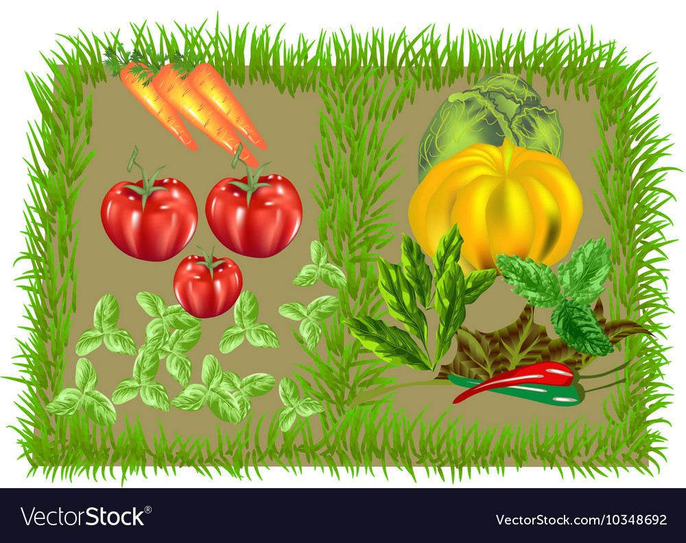 Vegetable food background