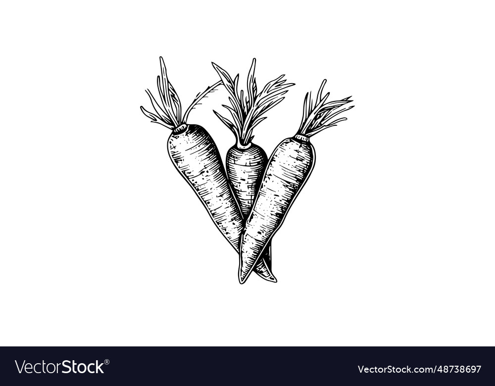 Ink sketch carrot cake Royalty Free Vector Image