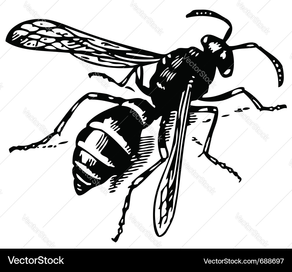Odynerus wasp Royalty Free Vector Image - VectorStock