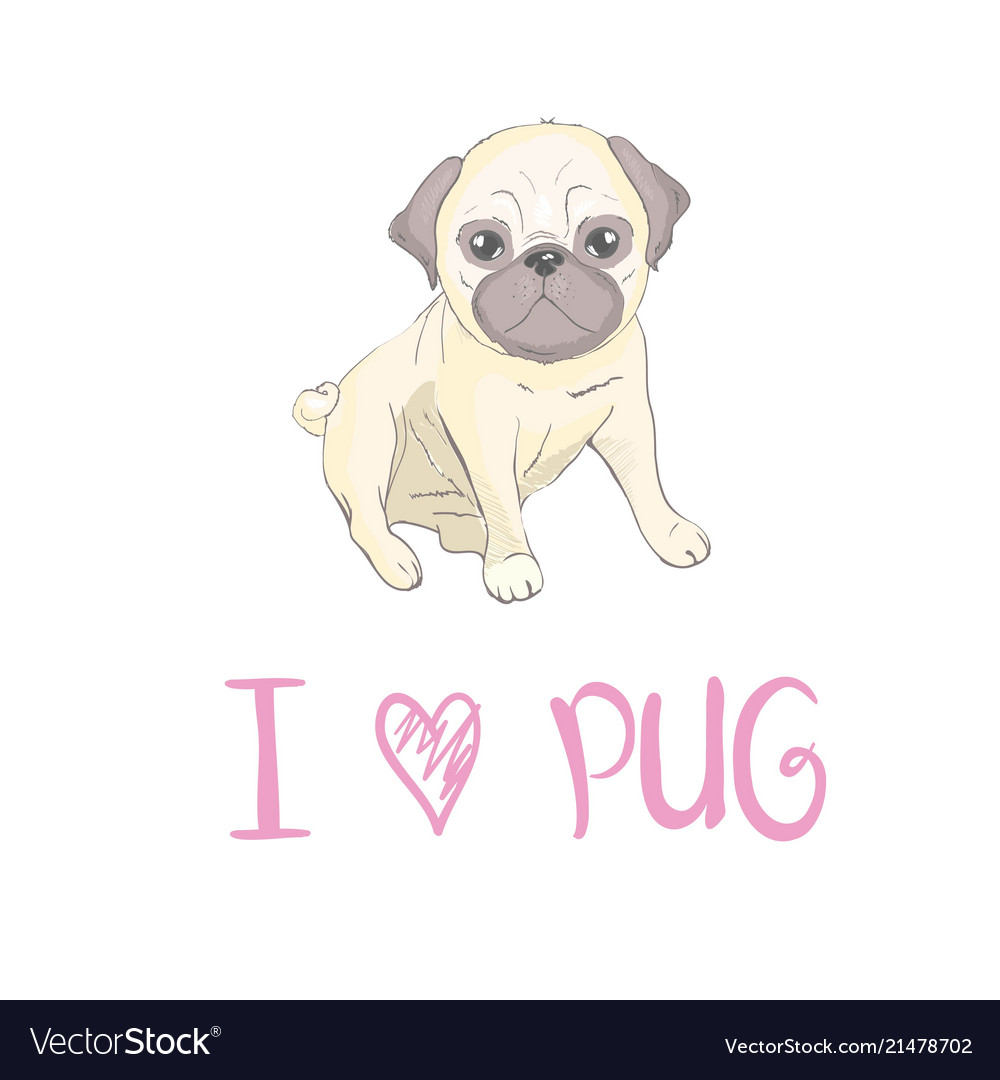 Pug puppy