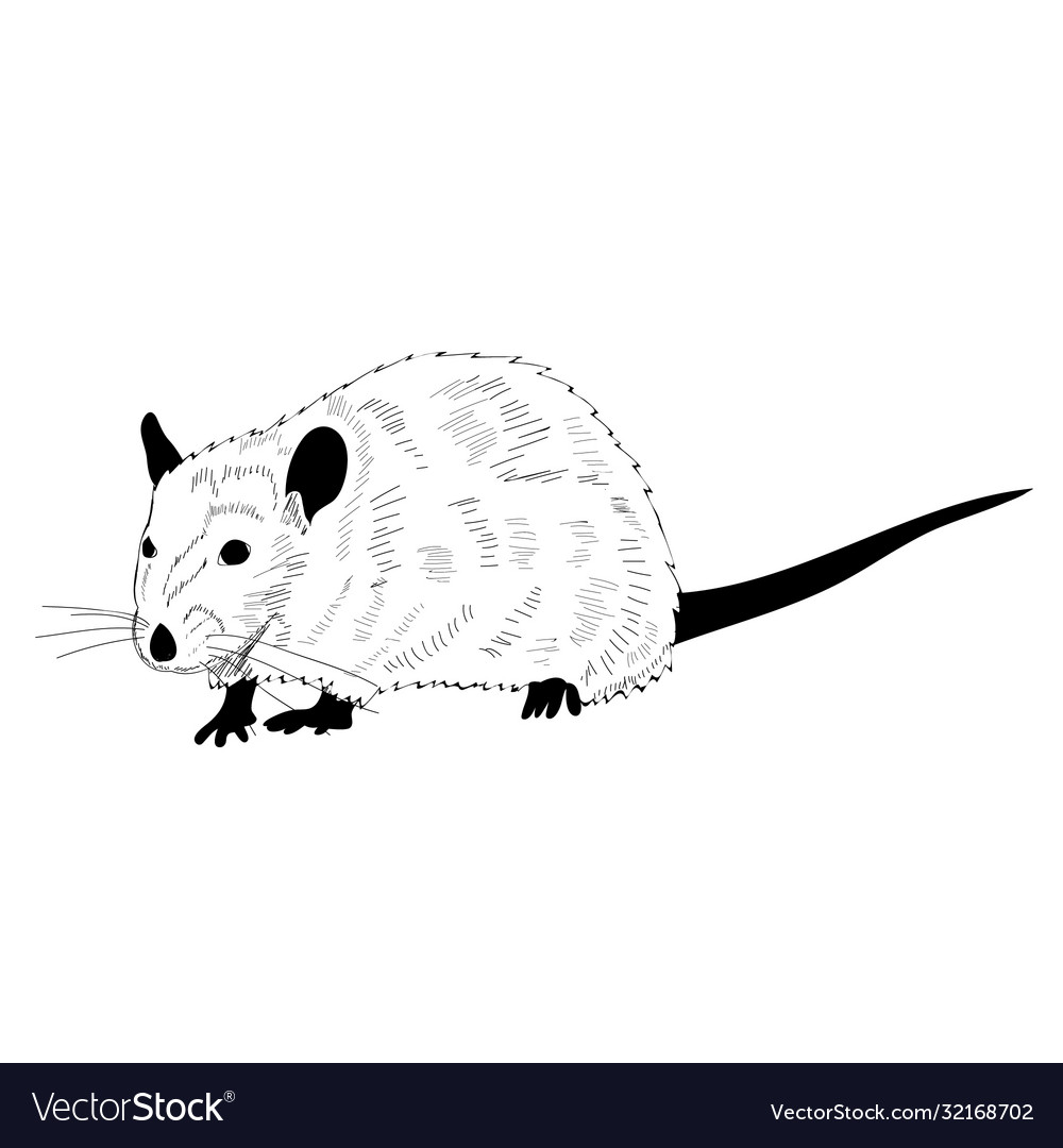 White background rat mouse black Royalty Free Vector Image