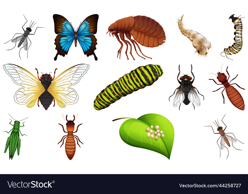 Different kinds of insects collection