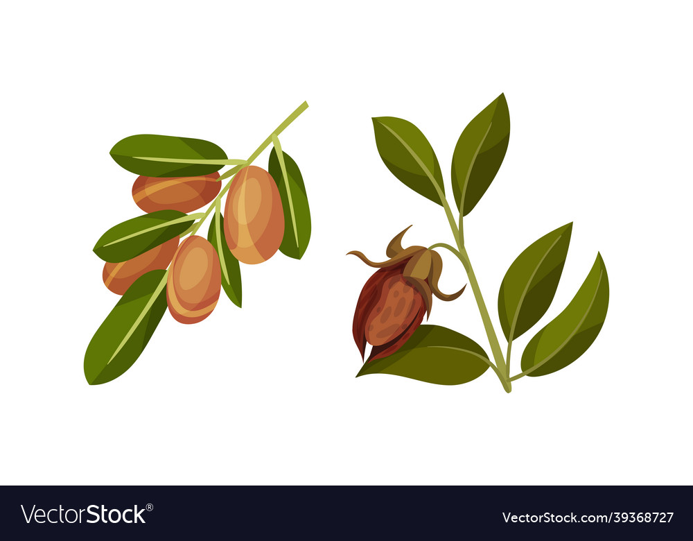 Jojoba branch with fruit and green foliage