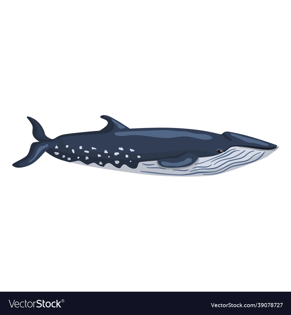 Sei whale isolated on white background cartoon Vector Image