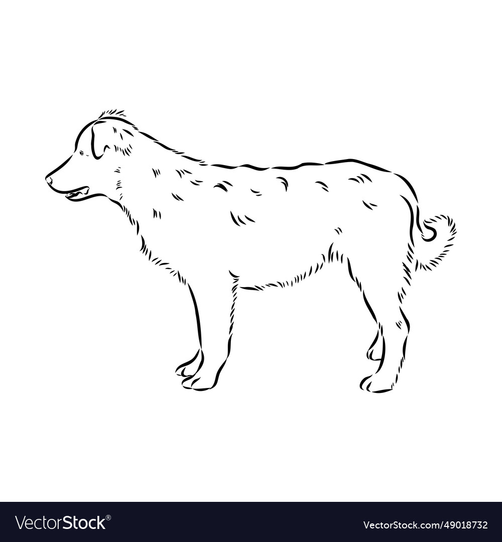 Aidi dog sketch outline pencil drawing artwork Vector Image