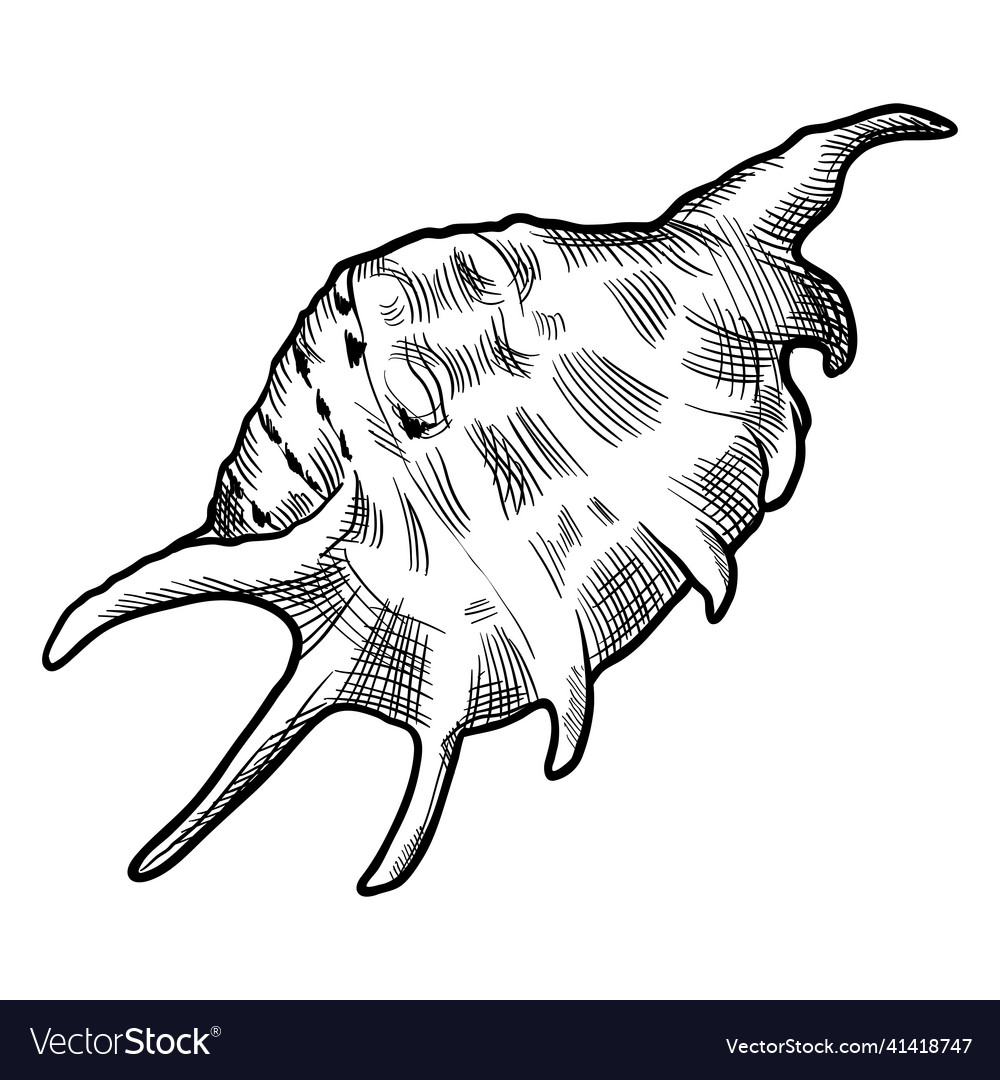 Stylized of shell marine fauna