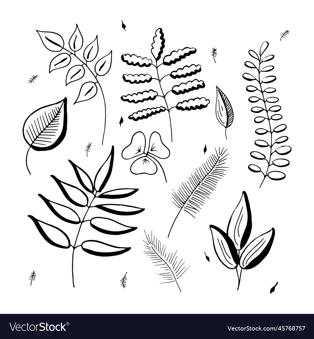 Hand drawn botanical branches twigs Royalty Free Vector