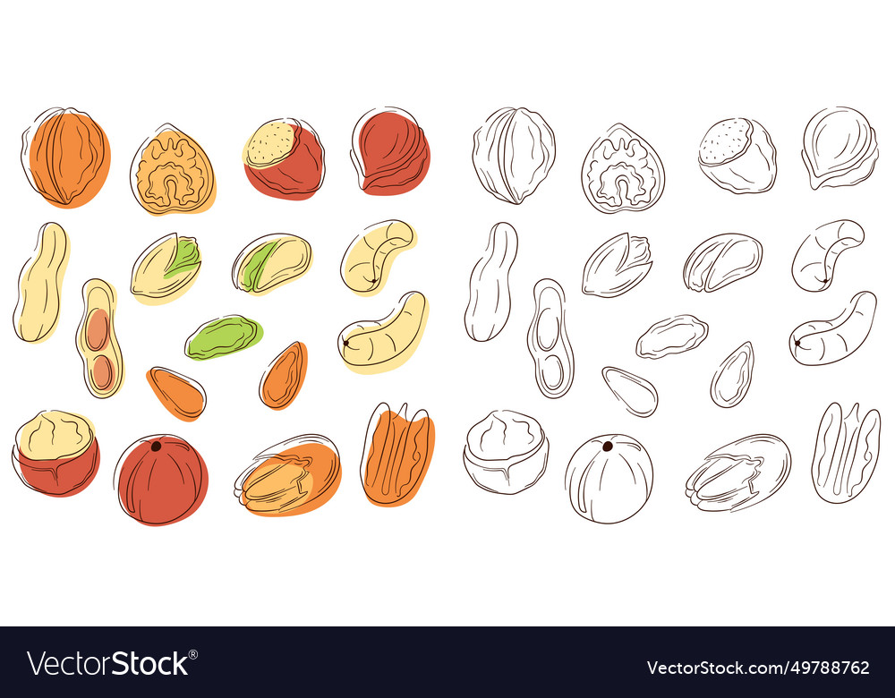 Nuts set in line art style with color flat