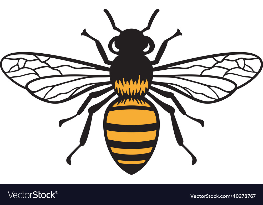 Bee insect color vector image Bee insect color