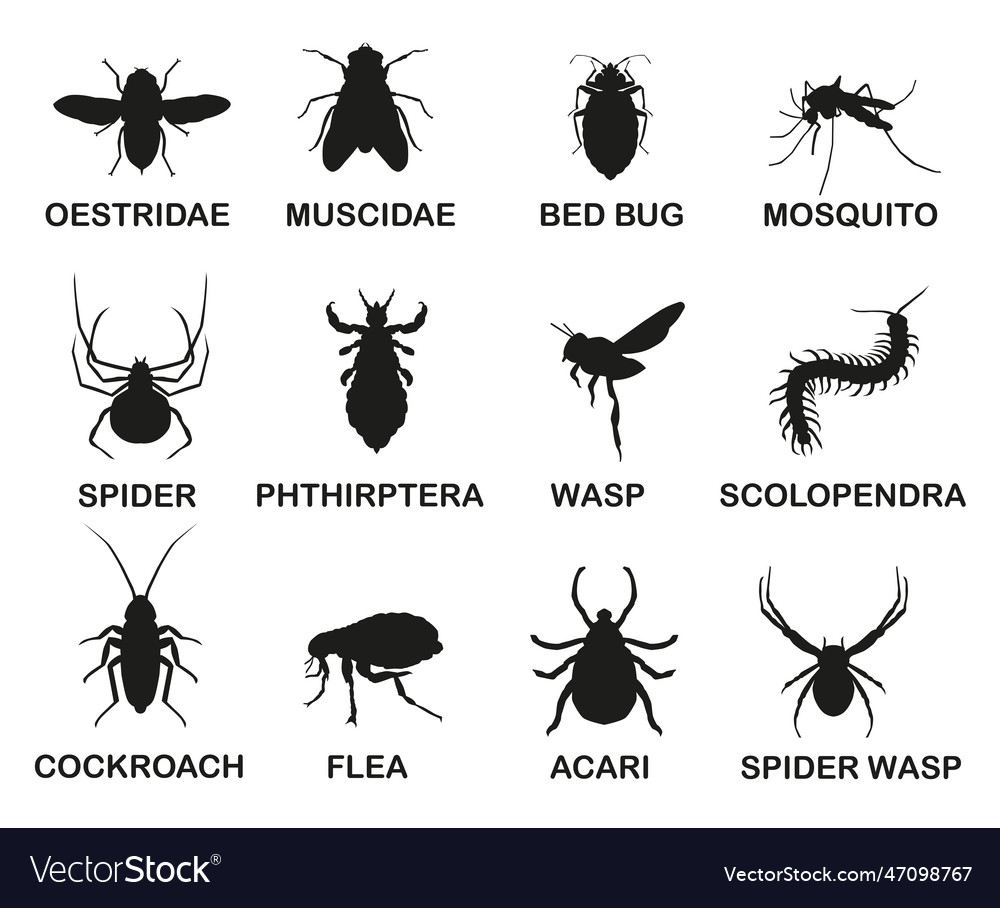 Black and white icons of various insects Vector Image