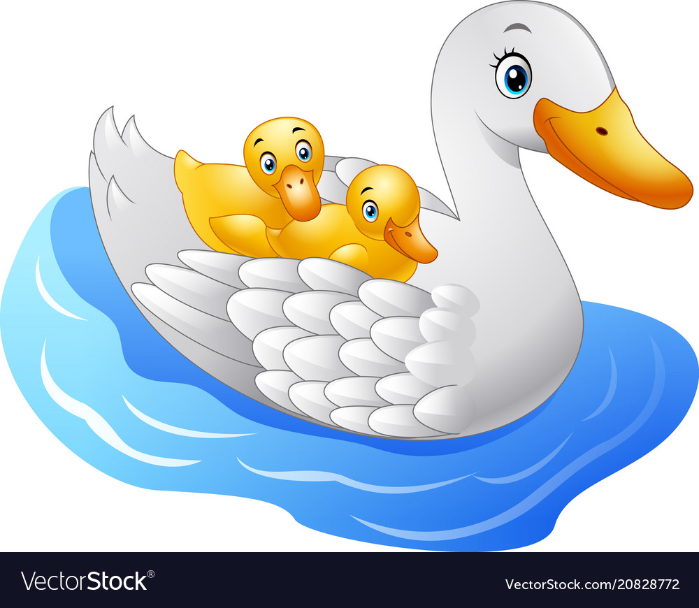 Cartoon Mother Duck With Baduck Floats On Water Vector Image 3900