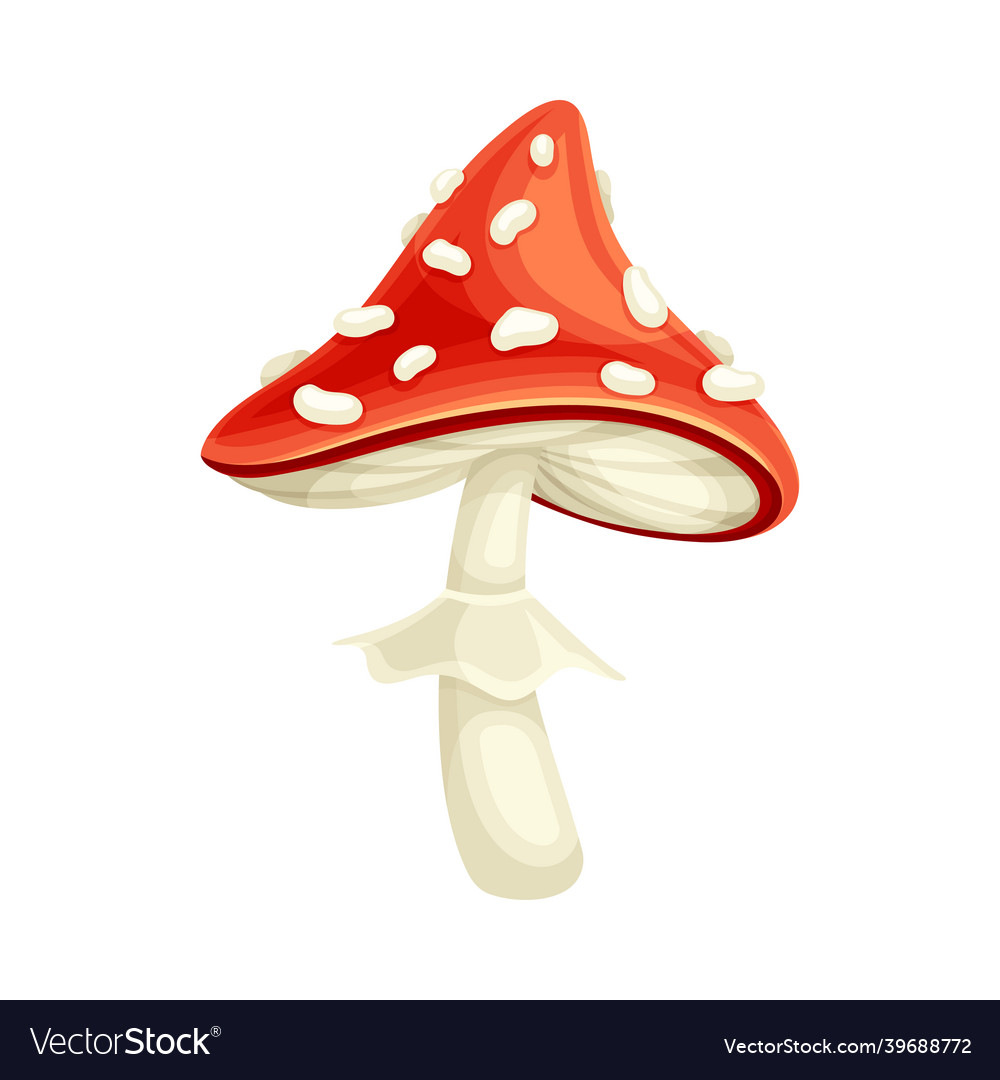 Red poisonous mushroom amanita toadstool fly Vector Image