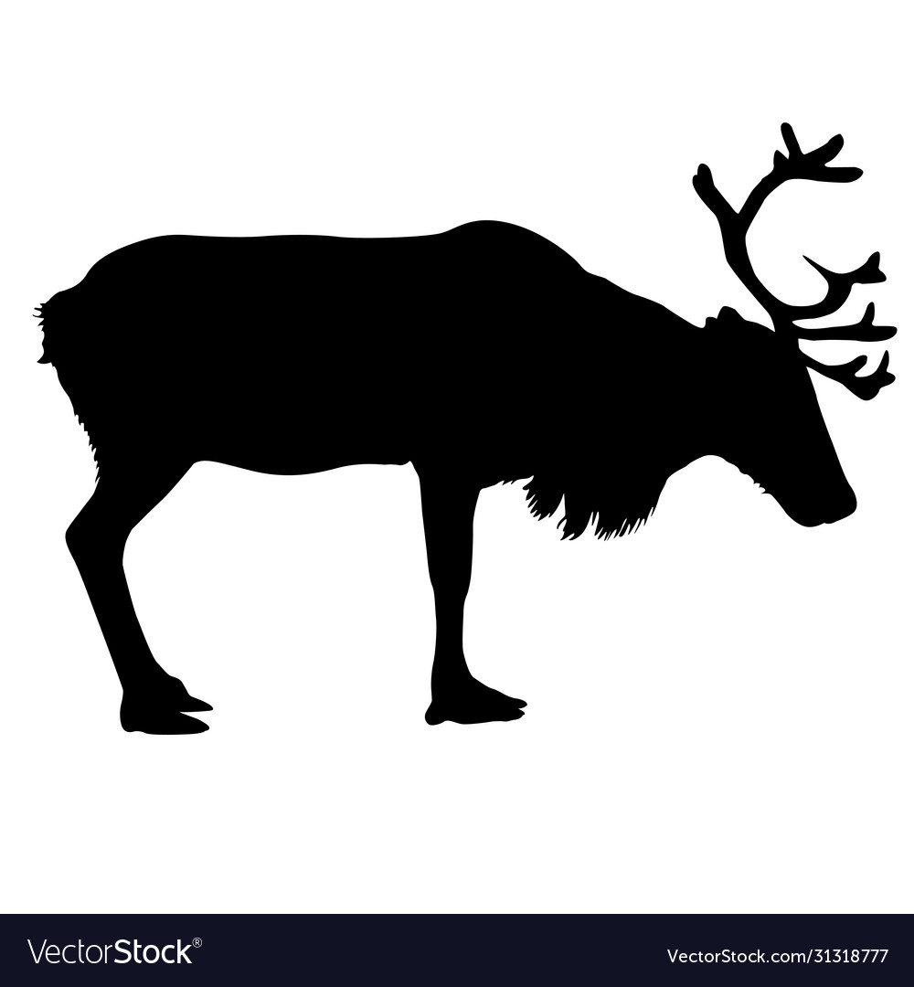 Silhouette deer with great antler on white