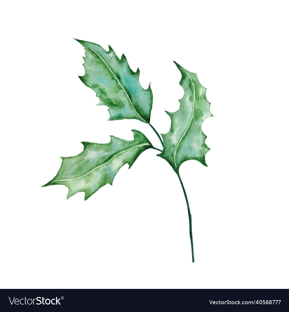 Winter greenery branch with leaves Royalty Free Vector Image