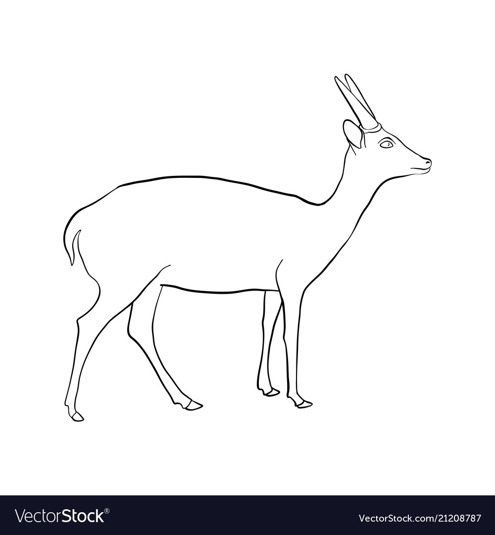 Drawing Antelope Royalty Free Vector Image - Vectorstock