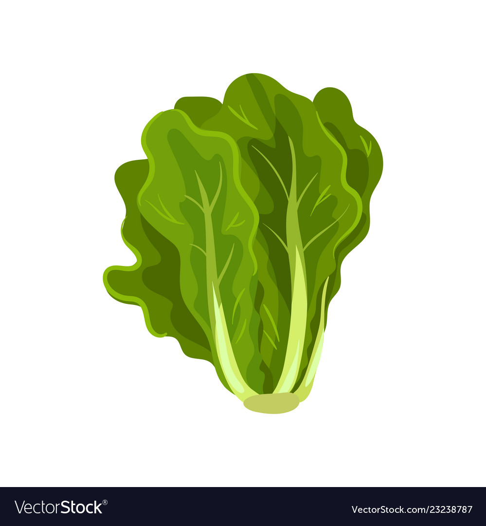 Green fresh salad leaves healthy organic Vector Image