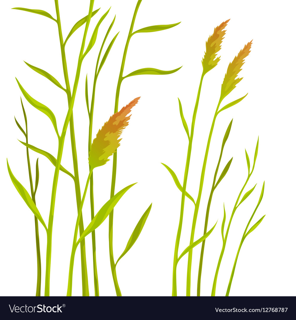 Reed isolated on white background