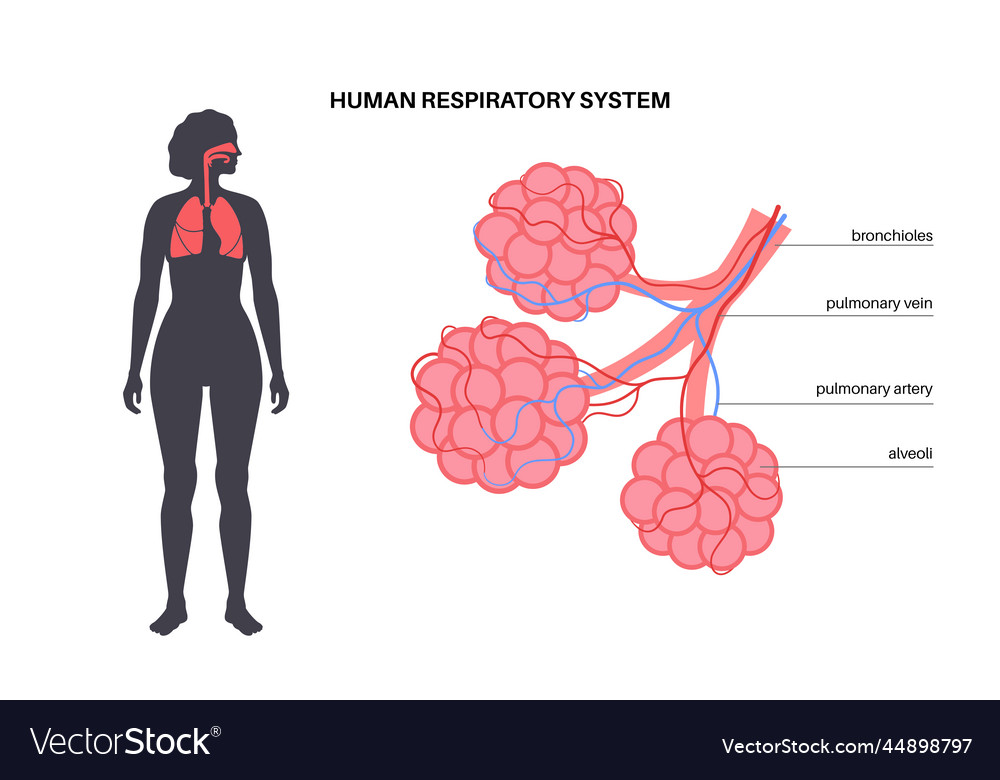 Human respiratory system Royalty Free Vector Image