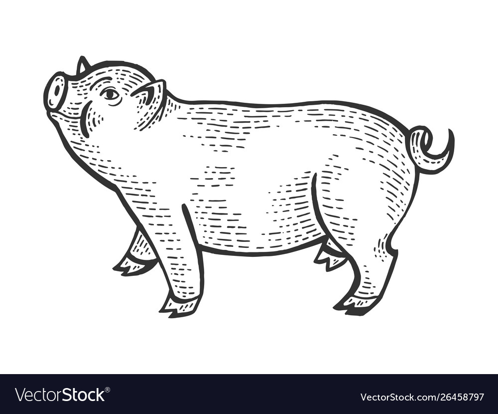 Scratchboard Pig Sketch