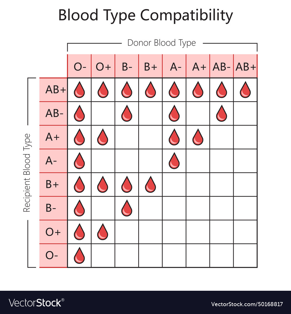 Blood type compatibility diagram medical science Vector Image