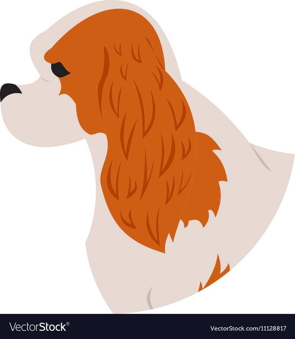 Dog head cavalier charles king spaniel