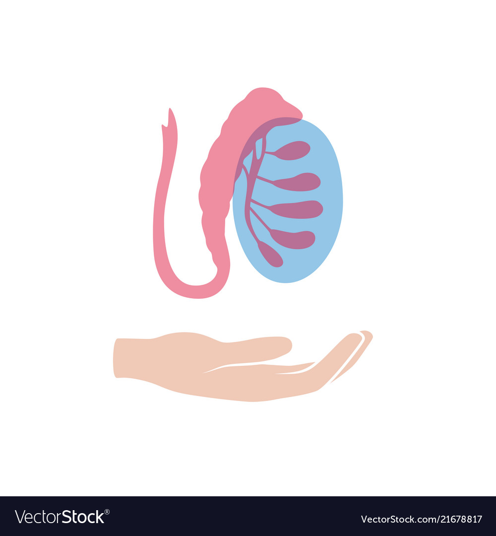 Male reproductive system