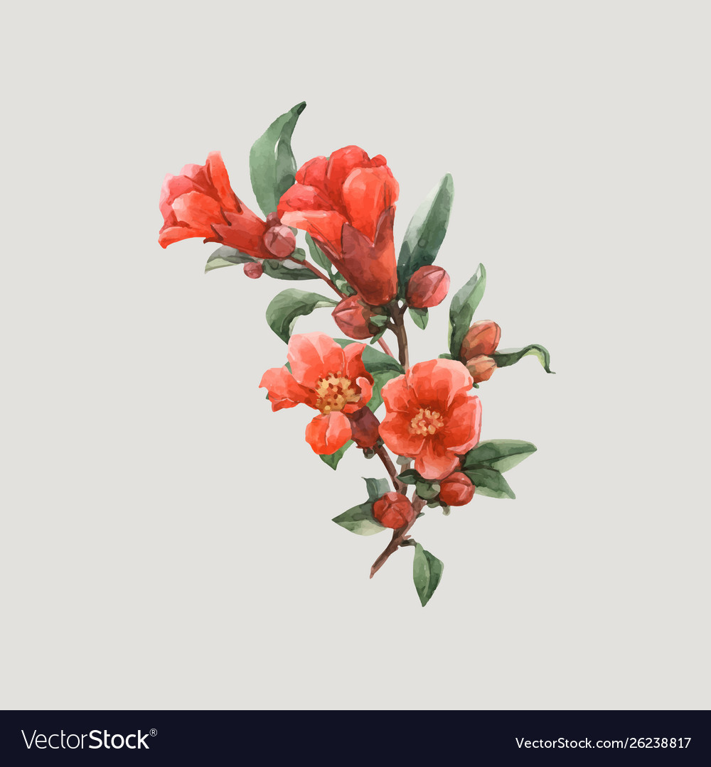 Watercolor pomegranate flowers vector image Watercolor pomegranate flowers