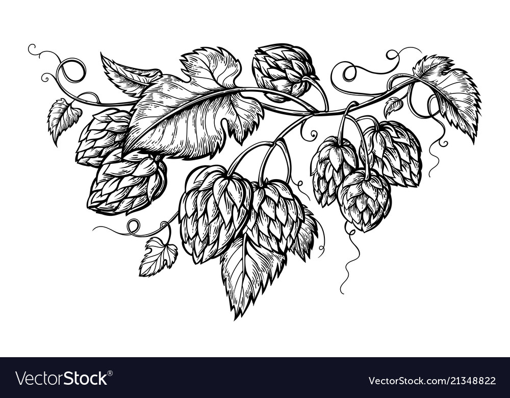 Hand drawing of a branch hops