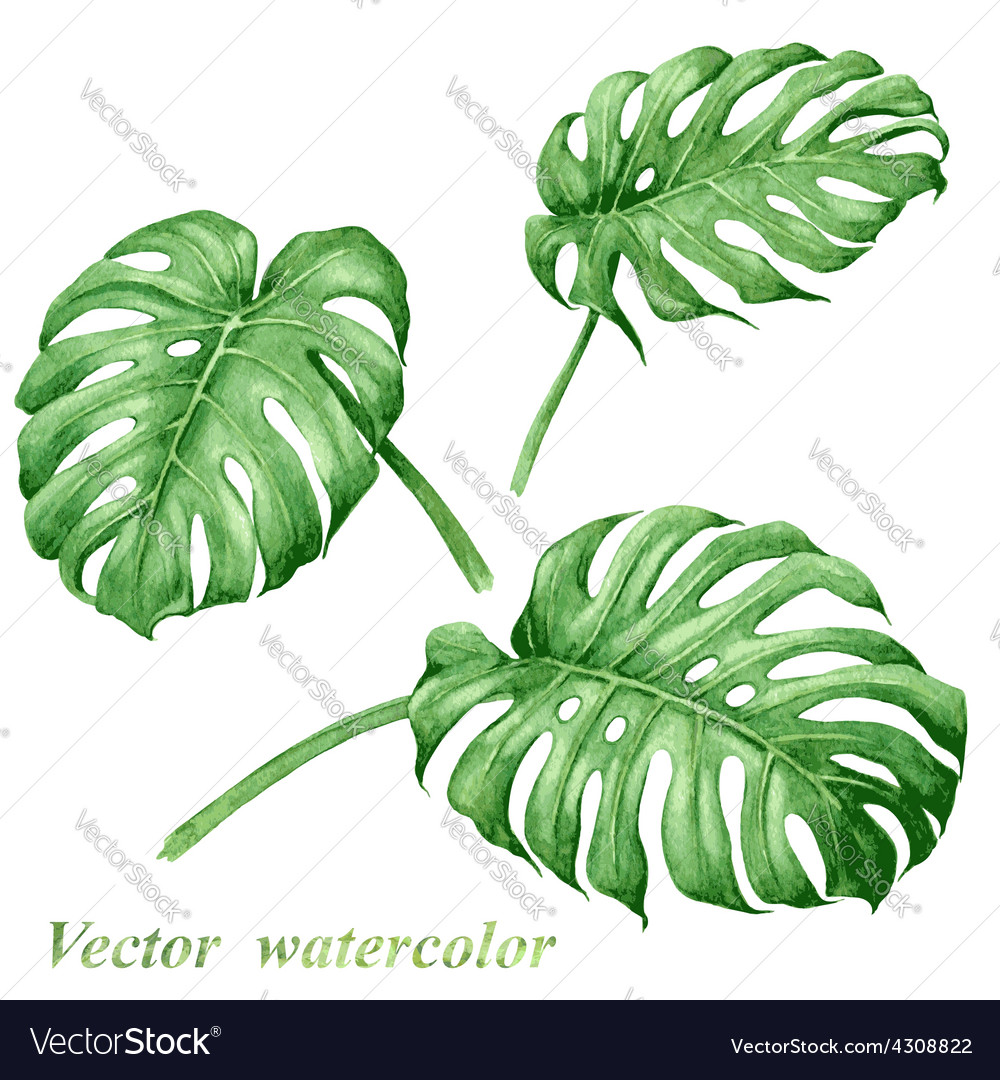 Tropical leaves set