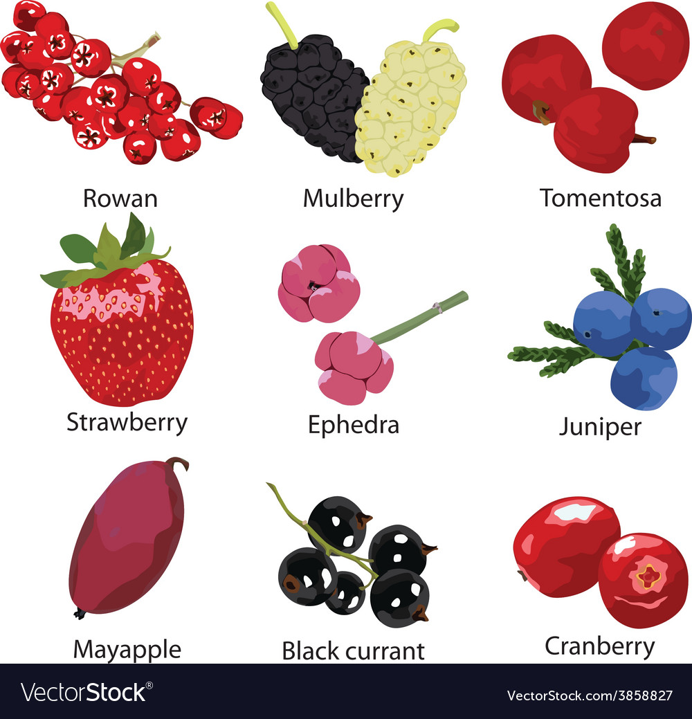 Set different berries Royalty Free Vector Image