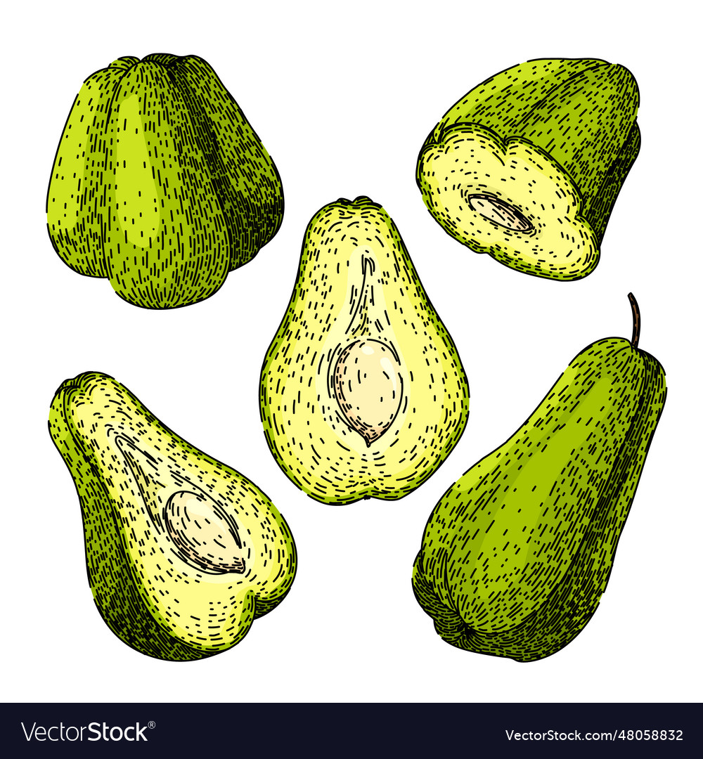 Chayote healthy set sketch hand drawn